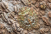 Shield bug camouflaging on tree trunk