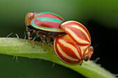 Mating pill-like planthopper