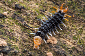 Net-winged beetle larva mimicking a centipede
