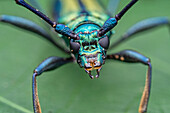 Metallic longhorn beetle