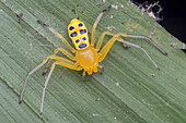 Juvenile female eight-spotted crab-spider