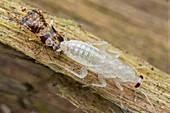 Moulting forest cockroach