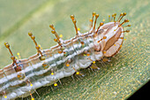 Caterpillar chemical defense