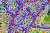 Gorgonian fan (Gorgonia sp.) coral, abstract image