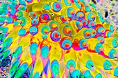 Nudibranch, abstract image