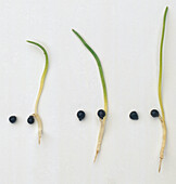 Monocot seedling