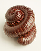 Burmese millipede