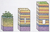 Coal formation, illustration