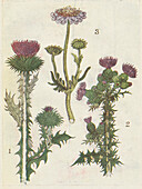 Thistle (Onopordum acanthium), illustration