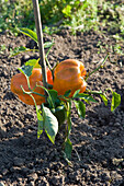 Peppers 'Orange Bell' in allotment