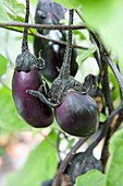 Aubergine (Solanum melongena 'Moneymaker')
