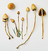 Liberty cap mushroom (Psilocybe semilanceata)