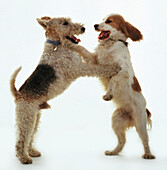 Fox Terrier and Cocker Spaniel play fighting