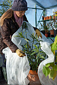 Woman covering oleander plant in horticultural fleece