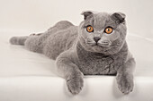 Adult male blue Scottish fold cat