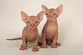 Two purebred sphynx kittens