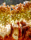 Trentepohlia sp. green alga, light micrograph