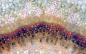 Verbascum sp. stalk, light micrograph