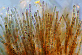 Audouinella sp., light micrograph