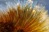 Audouinella sp. red algae, light micrograph