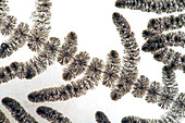 Batrachospermum sp. algae, light micrograph