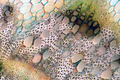 Chenopodium sp. stalk, light micrograph