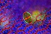 Cosmarium desmid on Sphagnum sp. moss, light micrograph