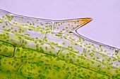 Canadian pondweed leaf cells, light micrograph