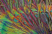 Glycine crystals, polarised light micrograph