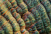 Recrystallised vitamin C, polarised light micrograph