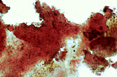 Hildenbrandia sp. red algae, light micrograph