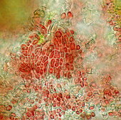 Hildenbrandia sp. freshwater red algae, light micrograph