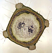 Mint (Mentha sp.) stalk, polarised light micrograph