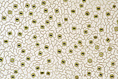 Plantain lily stomata, light micrograph