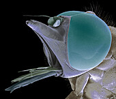 Hoverfly, SEM