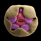 Developing flower of Antirrhinum majus