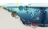 Oil spill disrupting ocean food web, illustration