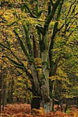 Beech tree (Fagus sylvatica)
