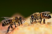 Honey bees taking honey from hive frame