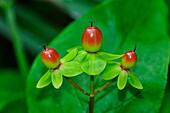 Tutsan fruit (Hypericum androsaemum)