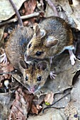 Wood mice