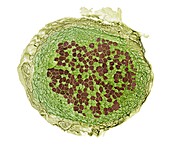 Cross section of a pea root nodule