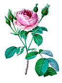 Pink rose bush, 19th century illustration