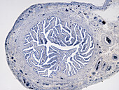 Fallopian tube, light micrograph