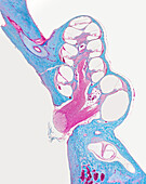 Cochlea, light micrograph