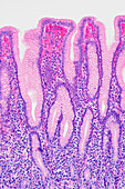 Stomach lining, light micrograph