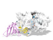 Activin A receptor type I protein, molecular model