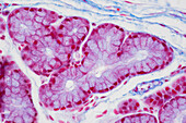 Salivary gland, light micrograph
