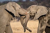 African elephants sparring