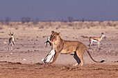 African lioness with Springbok prey